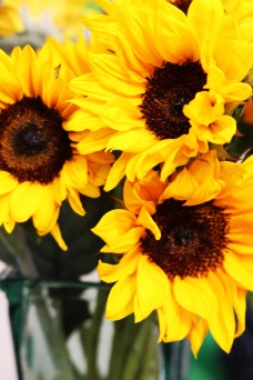 sunflowers - Copy