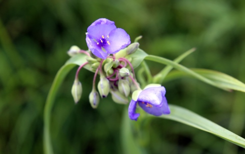 Crosby Meadow Flower